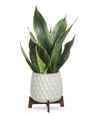 Growing Art Sansevieria Plant Flower Bouquet