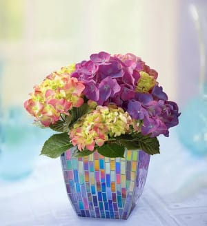 Hydrangea in Mosaic Planter
 Flower Bouquet