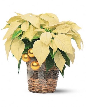 White Poinsettia Flower Bouquet