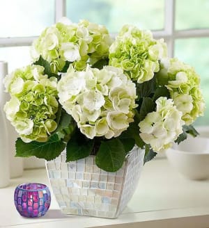 Hydrangea in Mosaic Planter
 Flower Bouquet