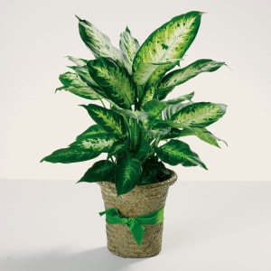 Delightful Dieffenbachia Plant Flower Bouquet