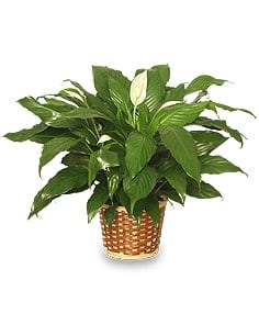 Small Peace Lily Flower Bouquet