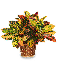 Large Croton Plant Flower Bouquet