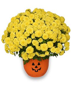 Halloween Mum Flower Bouquet