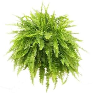 Boston Fern hanging basket  Flower Arrangement Boston Fern hanging basket  Flower Bouquet
