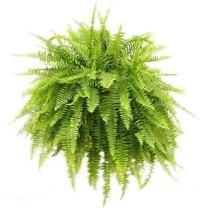 Boston Fern hanging basket  Flower Bouquet