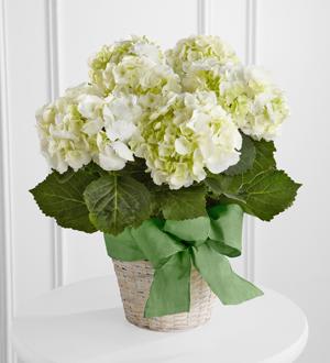 White Hydrangea Planter Flower Bouquet