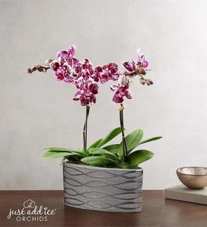 Violet Opulence Orchid Flower Arrangement Violet Opulence Orchid Flower Bouquet