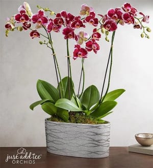 Violet Opulence Orchid Flower Arrangement Violet Opulence Orchid Flower Bouquet
