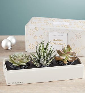 Holiday Succulents by Lula's Garden Flower Bouquet