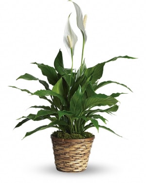 Simply Elegant Spathiphyllum - Small Flower Bouquet