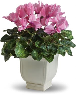 Sunny Cyclamen Flower Bouquet