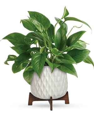 Teleflora's Lush Leaves Pothos Plant Flower Bouquet