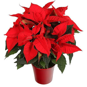 Red Poinsettia Flower Bouquet