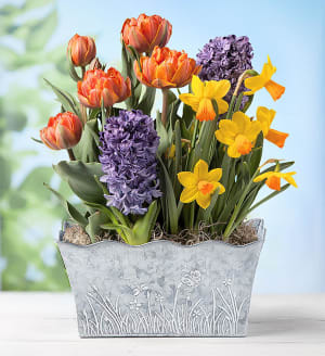 Bountiful Blooms Bulb Garden Flower Bouquet