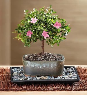 Azalea Bonsai
 Flower Bouquet