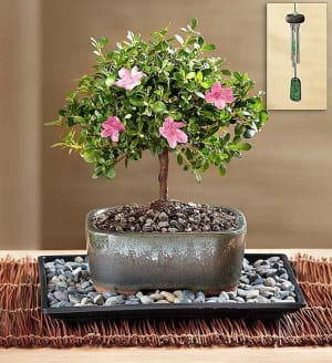 Azalea Bonsai
 Flower Bouquet