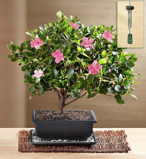 Azalea Bonsai
 Flower Bouquet