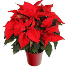 Red Poinsettia Flower Bouquet