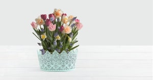 New Beginnings Bulb Garden in Mint Tin Flower Bouquet