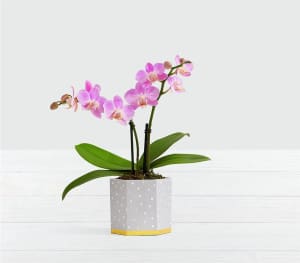 Pink Mini Orchid Flower Bouquet