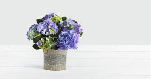 Potted Blue Hydrangea Flower Arrangement Potted Blue Hydrangea Flower Bouquet