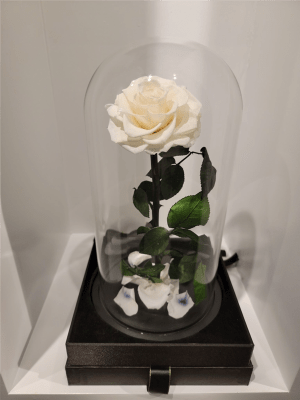 Beauty and The Beast Rose (Large) Flower Bouquet