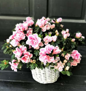 Bi-Color Pink Azalea Flower Bouquet