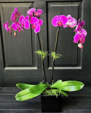 Fuschia Phalaenopsis Orchid- double large Flower Bouquet