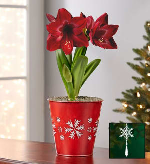 Shimmering Snowflake Amaryllis Bulb + Free Candle Flower Bouquet
