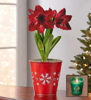Shimmering Snowflake Amaryllis Bulb + Free Candle Flower Bouquet