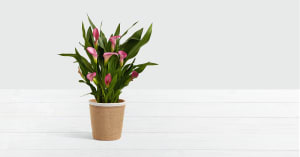 Potted Pink Calla Lily
