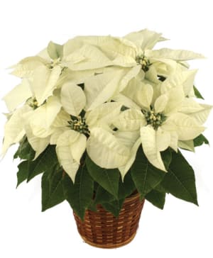 WINTER WHITE POINSETTIA Flower Bouquet