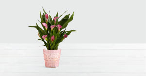 Potted Pink Calla Lily