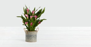 Potted Pink Calla Lily