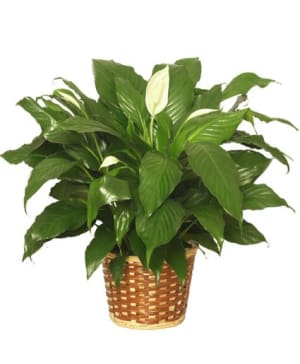 Peace Lily Plant Flower Bouquet