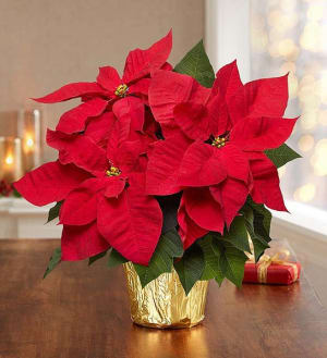 Christmas Poinsettia Flower Bouquet