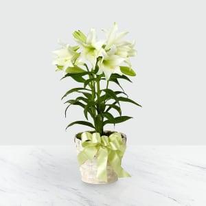 Easter Lily Plant Flower Bouquet