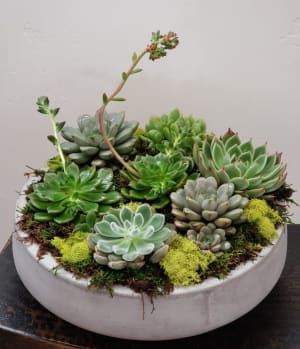 Succulent Dish Garden Flower Bouquet