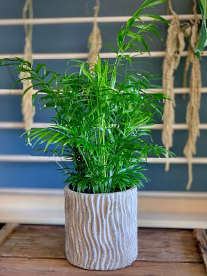 Neanthe Bella Palm Flower Bouquet