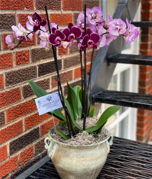 Potted Orchid Flower Bouquet