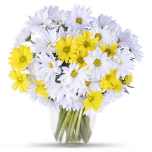 Daisy Love! Flower Bouquet