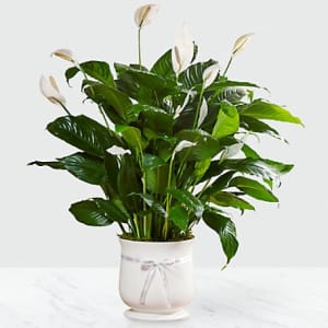 The FTD® Comfort Planter Flower Bouquet