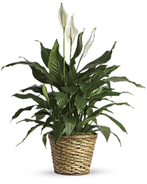 Elegant Peace lily Flower Bouquet