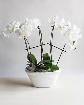 Stunning Orchid Display Flower Bouquet