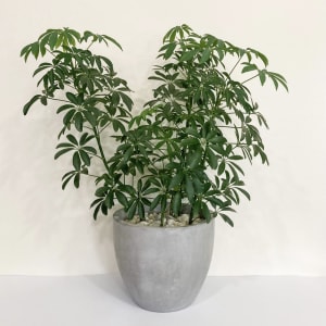 Indoor Plant