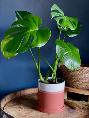 Monstera Deliciosa Flower Bouquet