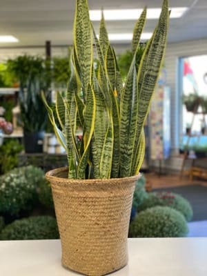 Snake Plant Flower Bouquet