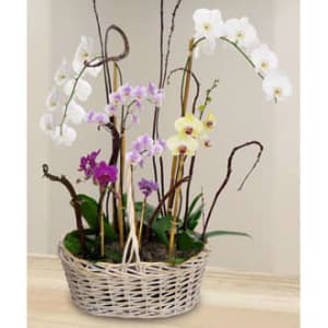 Blooming Orchid Garden