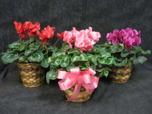 BLOOMING PLANT CYCLAMEN Flower Bouquet